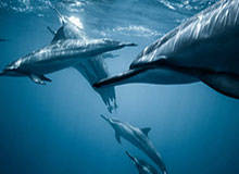 安卓版-官方：长春喜都签下后卫王天赐、中场徐浩峻萌